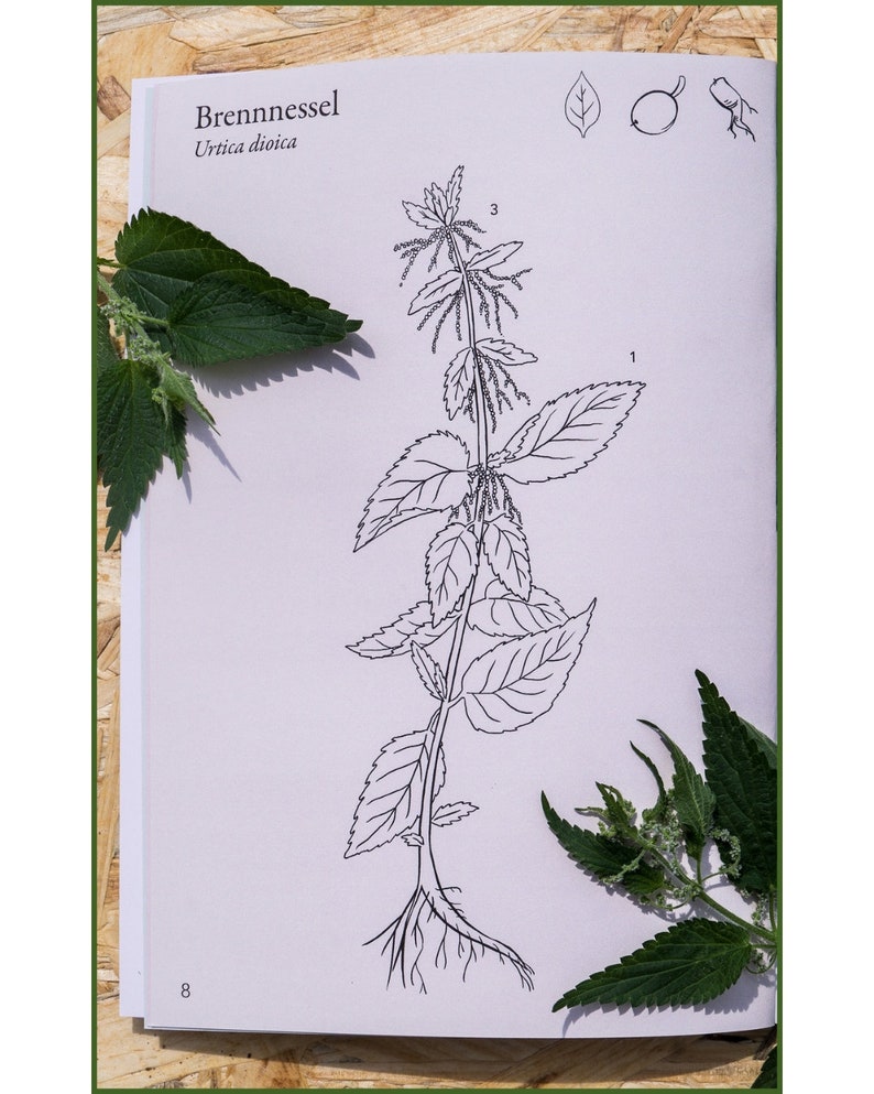 ILLUSTRATED Wild HERB BOOK For Beginners Color Printing Wild Plant Knowledge Book Bild 2