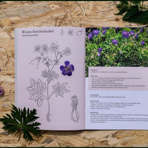 Wild HERBAL Learning PACKAGE For BEGINNERS Medicinal and Edible Plants Book And Card Set image 7