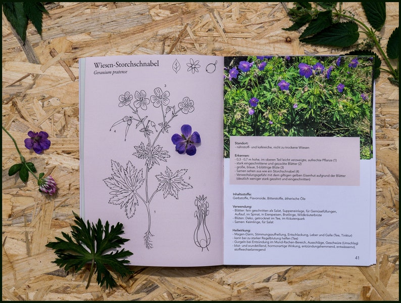 Wild HERBAL Learning PACKAGE For BEGINNERS Medicinal and Edible Plants Book And Card Set image 7