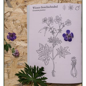 ILLUSTRATED Wild HERB BOOK For Beginners Color Printing Wild Plant Knowledge Book Bild 6