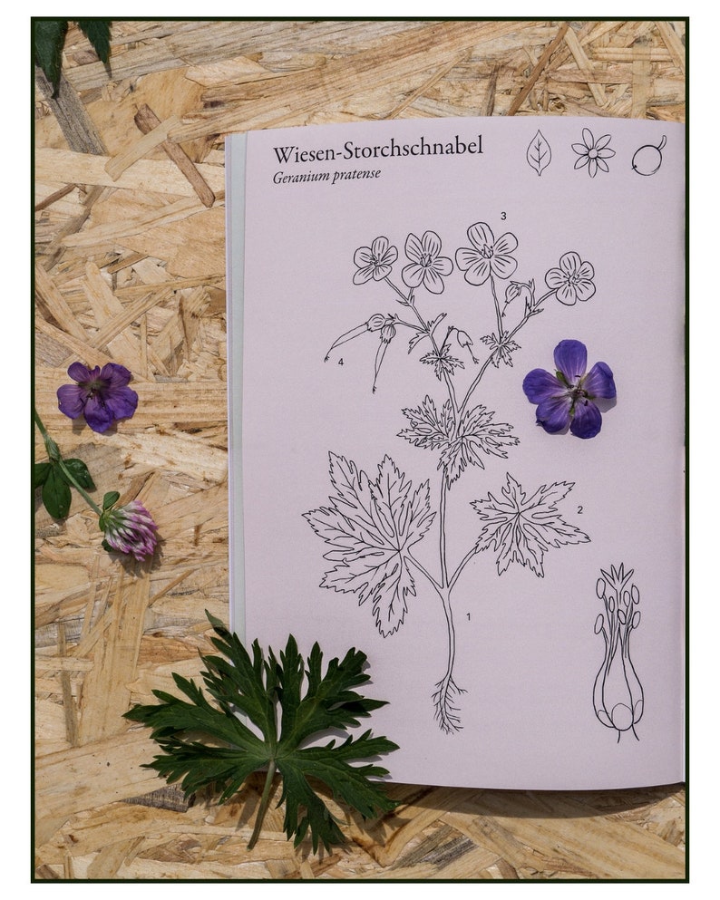 ILLUSTRATED Wild HERB BOOK For Beginners Color Printing Wild Plant Knowledge Book Bild 6