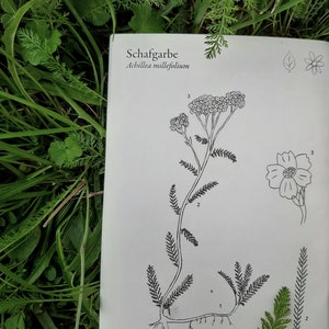 ILLUSTRATED Wild HERB BOOK For Beginners Color Printing Wild Plant Knowledge Book image 7