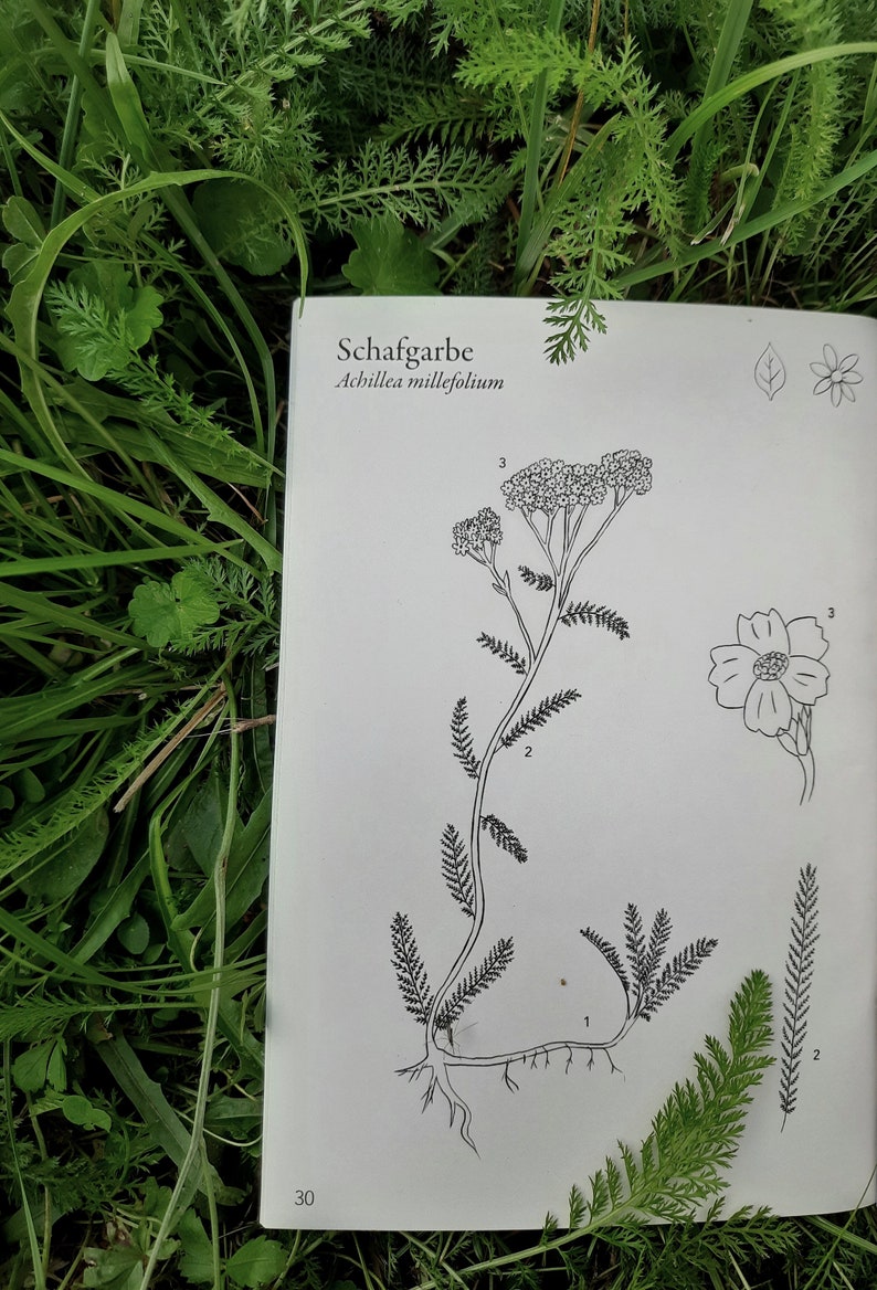 ILLUSTRATED Wild HERB BOOK For Beginners Color Printing Wild Plant Knowledge Book image 7