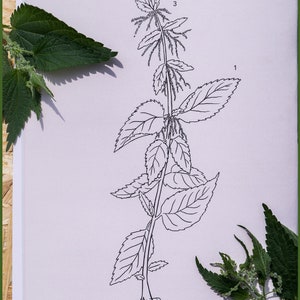 Wild HERBAL Learning PACKAGE For BEGINNERS Medicinal and Edible Plants Book And Card Set image 10