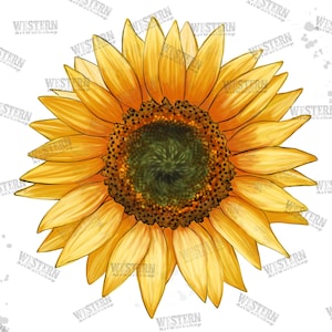 Sunflower Sublimation Png, Watercolor Sunflower, Hand Drawing Png, Cute Sunflower Png, Western Sunflower Png, Sunflower Clipart, Sublimation