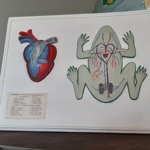 Puede incluir: Un cuadro educativo enmarcado en blanco con un corazón rojo y azul y una rana verde con los órganos internos etiquetados en ruso. El cuadro está sobre una superficie de madera.