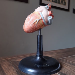 Old Vintage model of heart 60&#39;,Gipsum heart,Old biological model of heart,Vintage decoration,Desk decoration