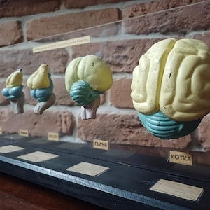 May include: A display case with five different animal brain models. The models are made of plastic and are painted in realistic colors. The brains are labeled with the names of the animals: "Cat", "Dog", "Rabbit", "Pig", and "Cow".