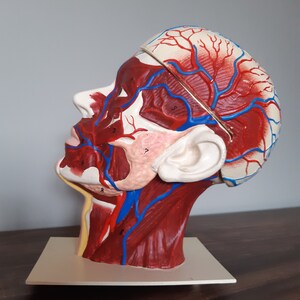 May include: A detailed anatomical model of the human head and neck, showing the muscles, arteries, and veins. The model is painted in red, blue, and white, and is numbered for identification. The model is mounted on a white base.