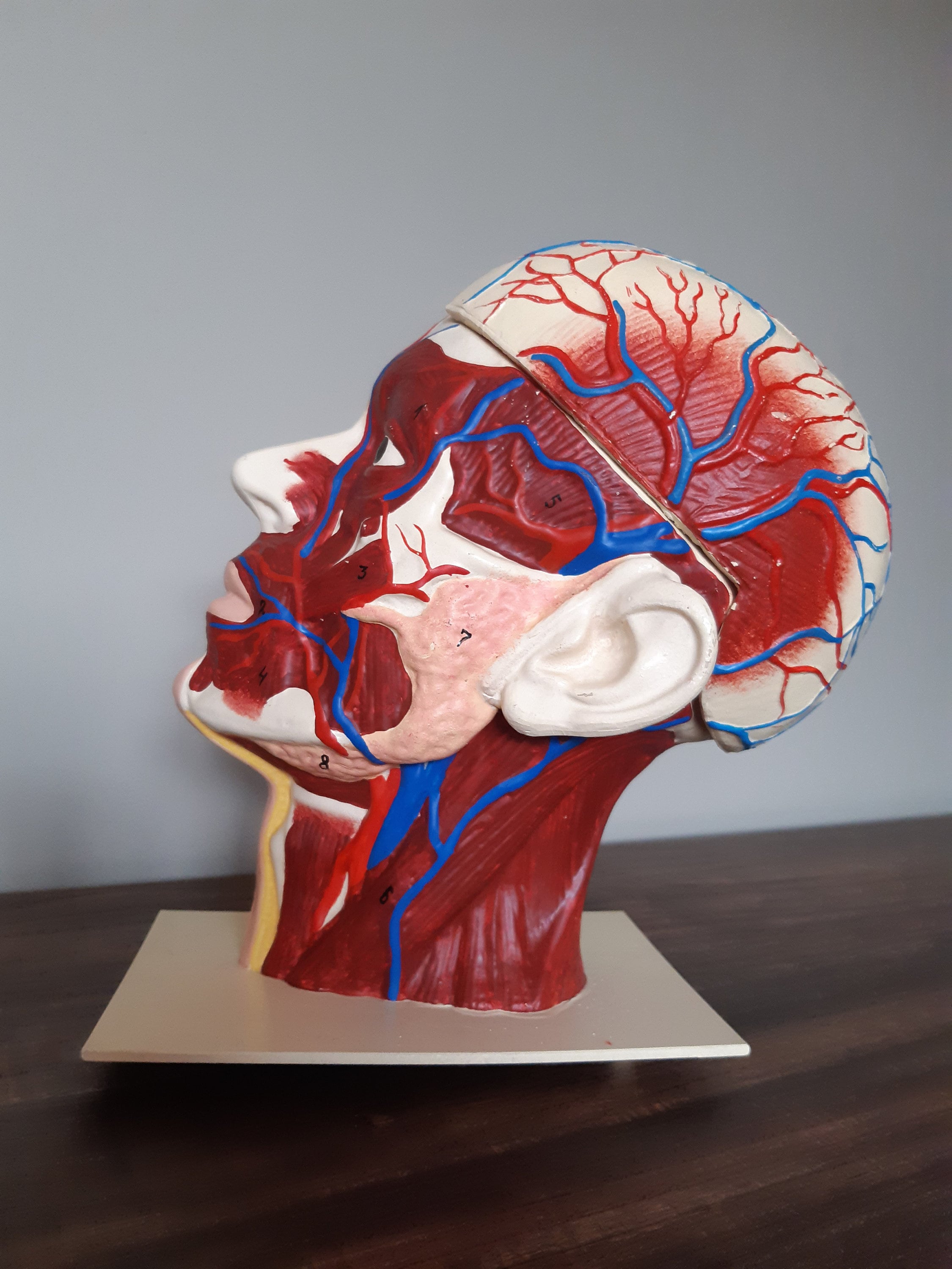 Alter Vintage 60 'Menschkopf Anatomisches Modell, Schnittbild menschlicher Kopf, pädagogisches Modell, Vintage-Dekoration, Sammlerstück