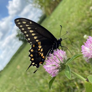 May include: A black and yellow butterfly with white spots perched on a pink clover flower.