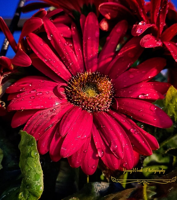 Flower Wallpaper | Etsy