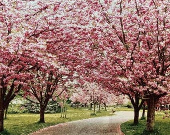 Sakura Tapestry Wall Hanging: Jacquard Woven Cherry Blossoms 53*35