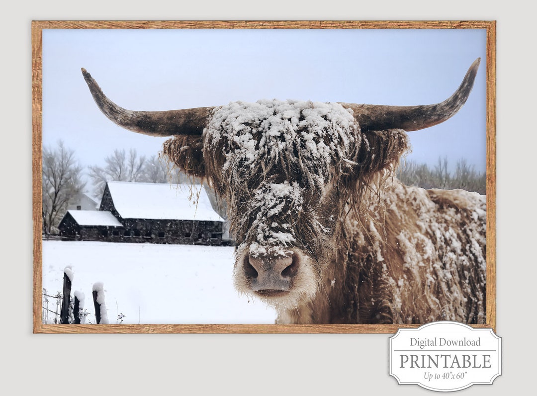 Printable Winter Highlander Cow, Highland Cattle Photo Art, Highland ...