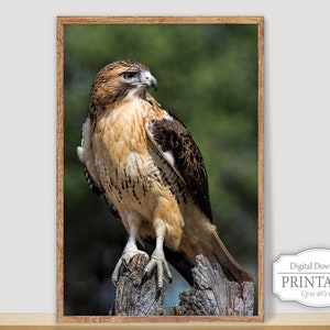 Red Tailed Hawk Download, Red Tailed Hawk Printable Wall Décor, Hawk Wildlife Instant Download, Wildlife Digital Download