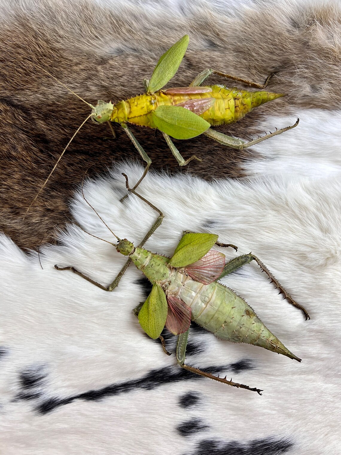 heteropteryx-dilatata-female-malayan-jungle-nymph-closed-real