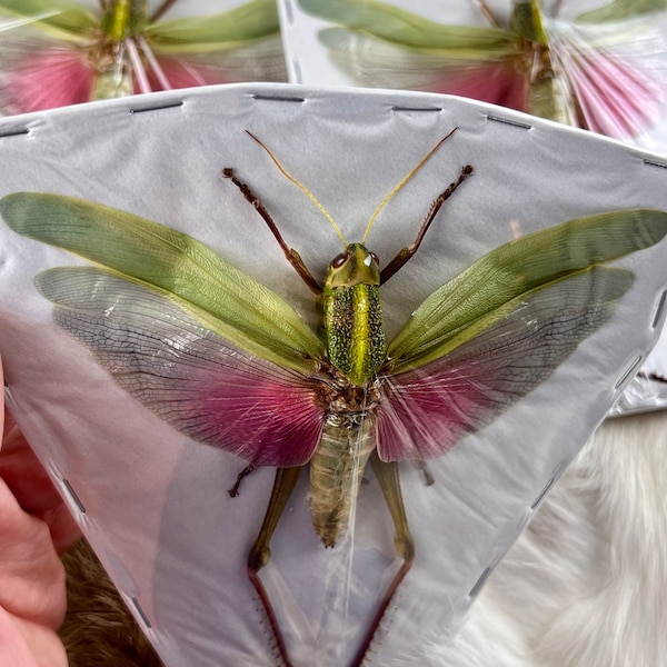 Chondracris rosea rosea, Large Pink Grasshopper, Female, Spread, Real, Entomology, Taxidermy