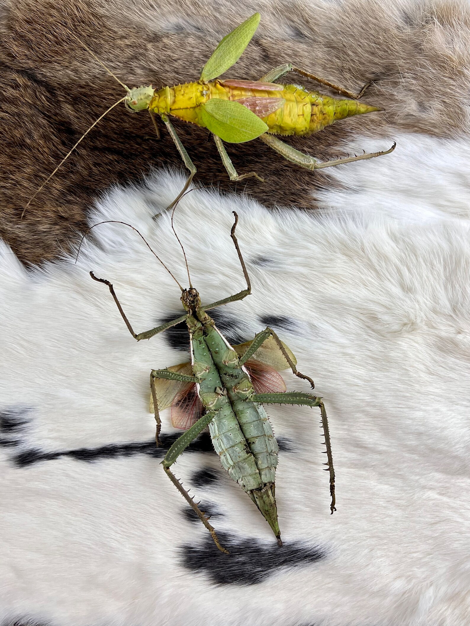 heteropteryx-dilatata-or-jungle-nymph-on-a-tree-branch-stock-image