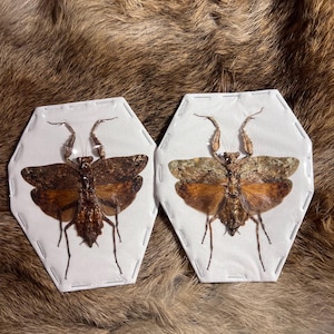 May include: Two insect specimens are displayed on white, hexagonal backgrounds. The insects have brown wings and bodies, with long, thin legs and antennae. The backgrounds are stitched to the white fabric. The background is a brown and tan fur.