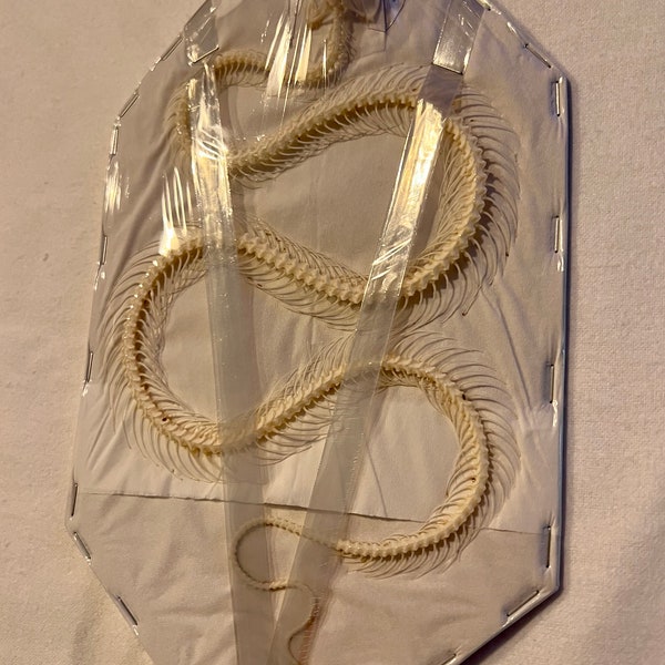 Trimeresurus albolabris, víbora de labios blancos, esqueleto curvo, longitud de 7 a 9 pulgadas desde la cabeza hasta la cola recta hacia abajo, real, entomología, taxidermia