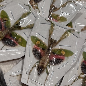 May include: A collection of preserved insects, likely mantises, pinned to small white cards. The insects have green and red wings with intricate patterns. The cards are secured with silver pins, creating a detailed and scientific display.