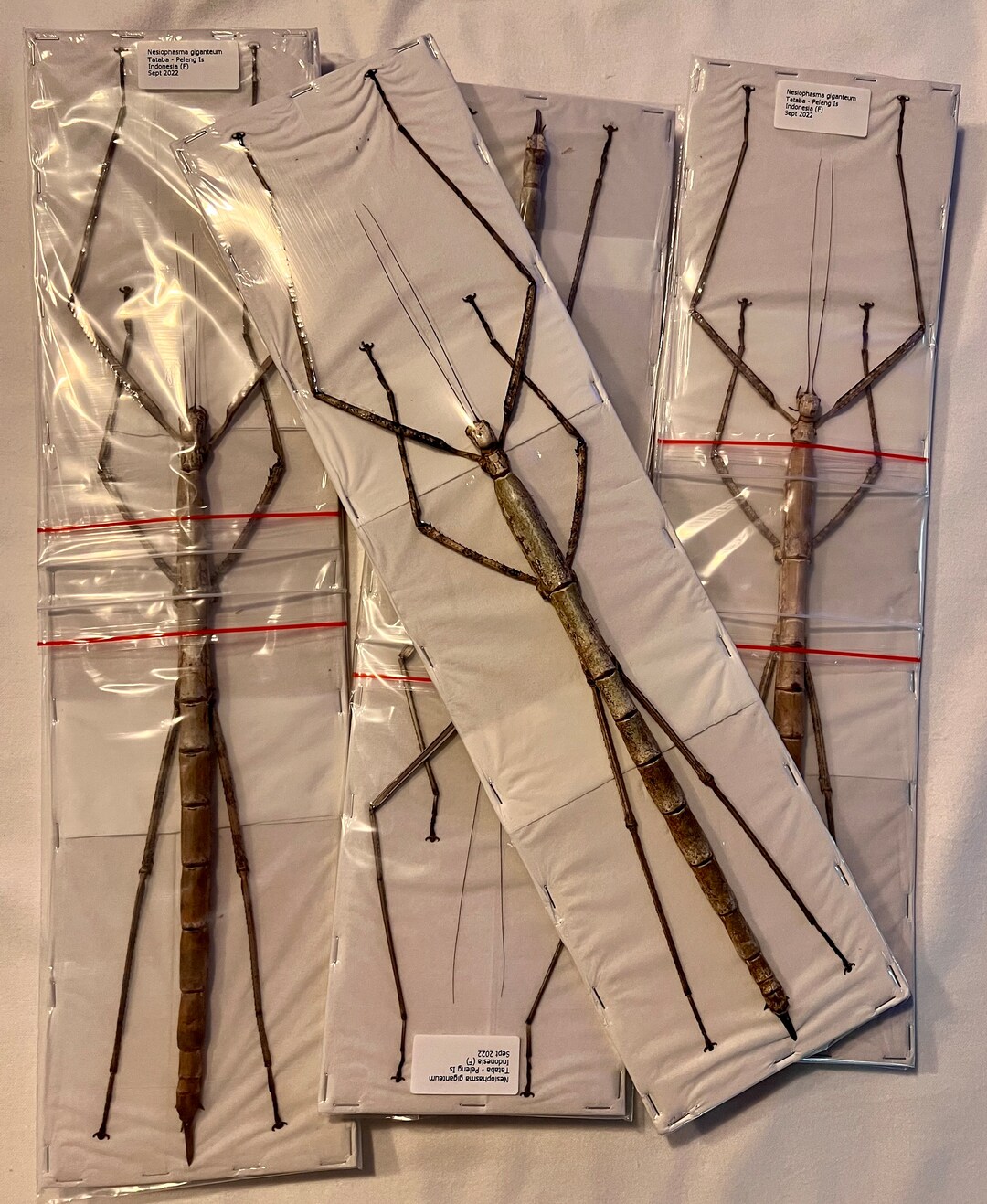 Nesiophasma Giganteum, Giant Stick Bug, Female, Closed, 1620 Long