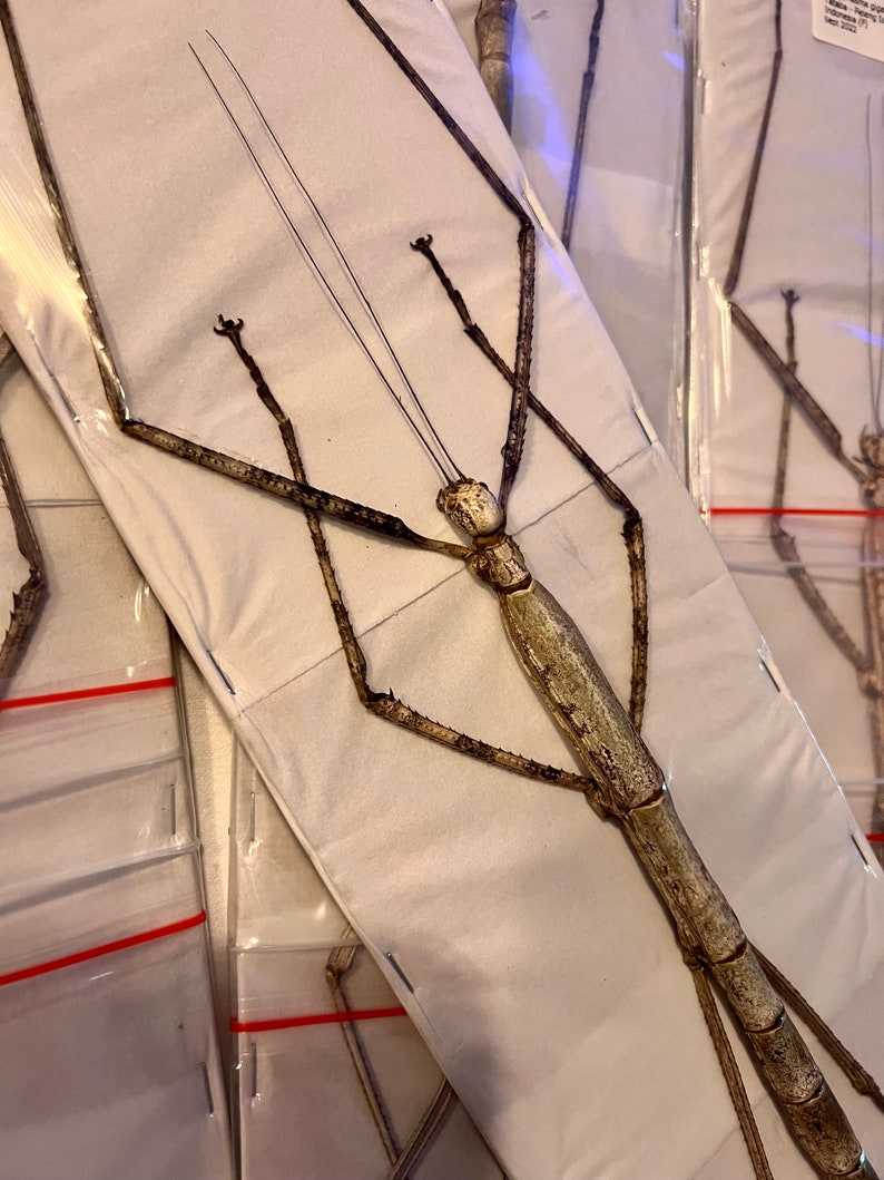 Nesiophasma Giganteum Giant Stick Bug Female Closed 1620 Etsy