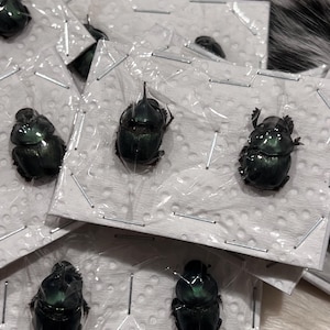 標本 Dungbeetles pair Dung Beetle Dried - Etsy