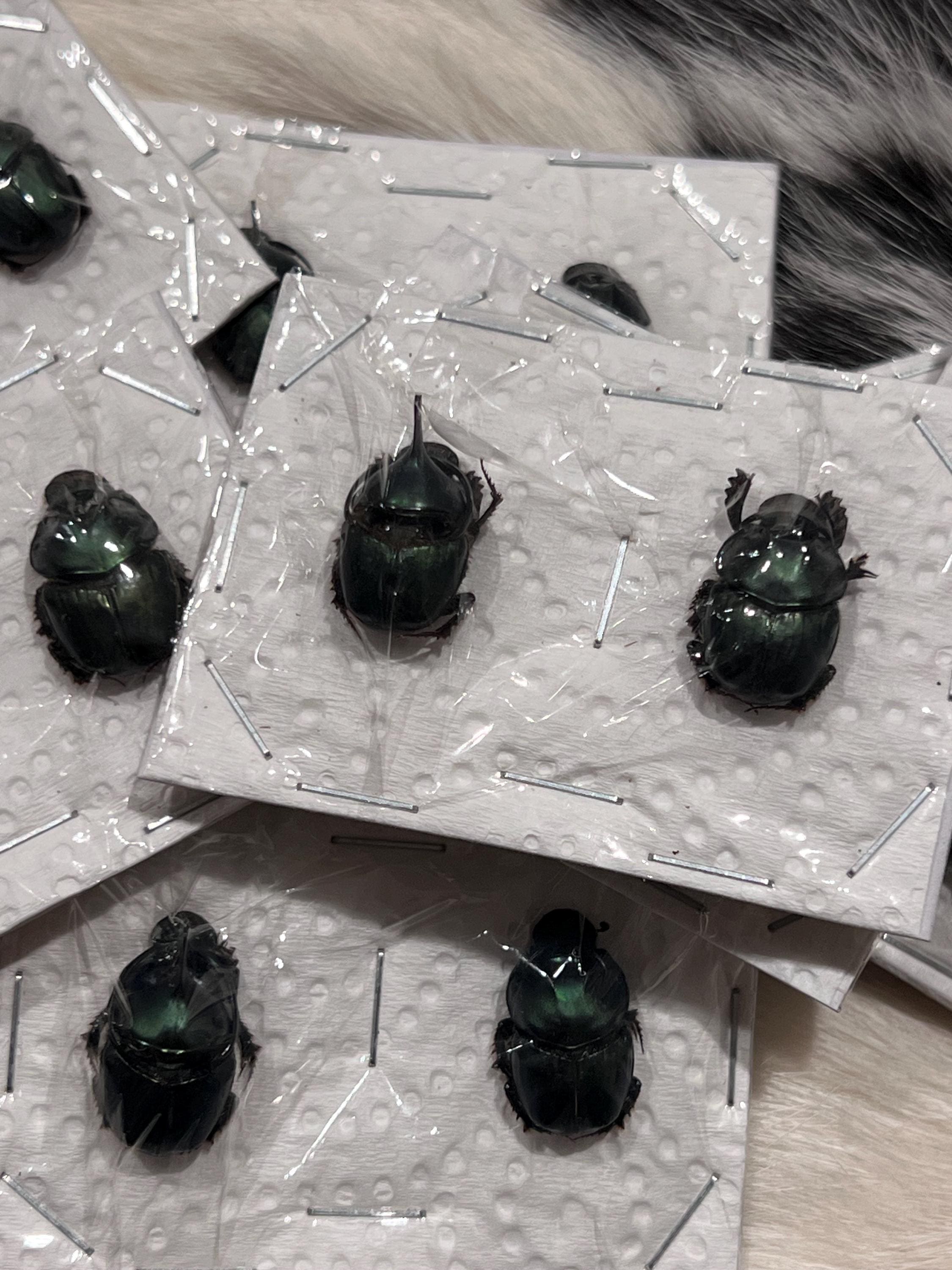Dung Beetle Specimens - Etsy