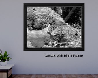Black and White Wood Abstract Photo Print, Fine Art Wall Decor