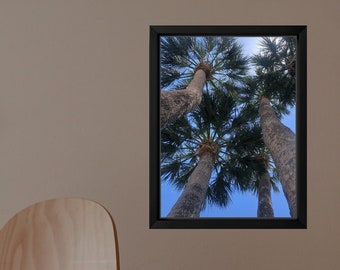 Looking Up Palm Trees Photo Print, Tropical Wall Decor