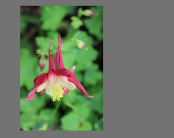Dragon Flower Art Print, Nature Photography, Wall Decor