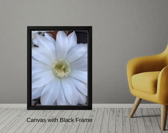 Desert Flower Bloom Photo Print, Southwestern Wall Art