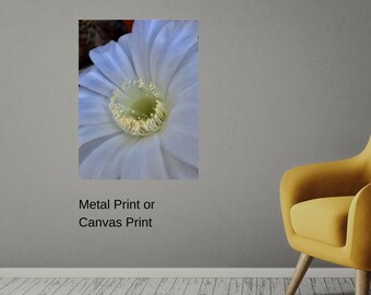 Desert Flower Bloom Photo Print, Fine Art Photography, Wall Decor