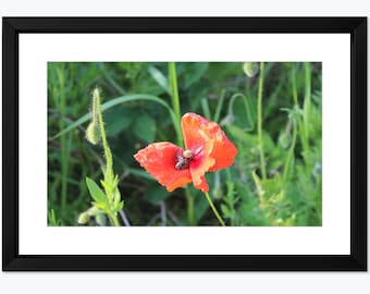 Red Poppy Fine Art Photography Print, Floral Wall Decor