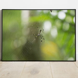 Spider Photo | Costa Rica Pics | Nature images | Spider Web | Spider in Nature | Printable art |