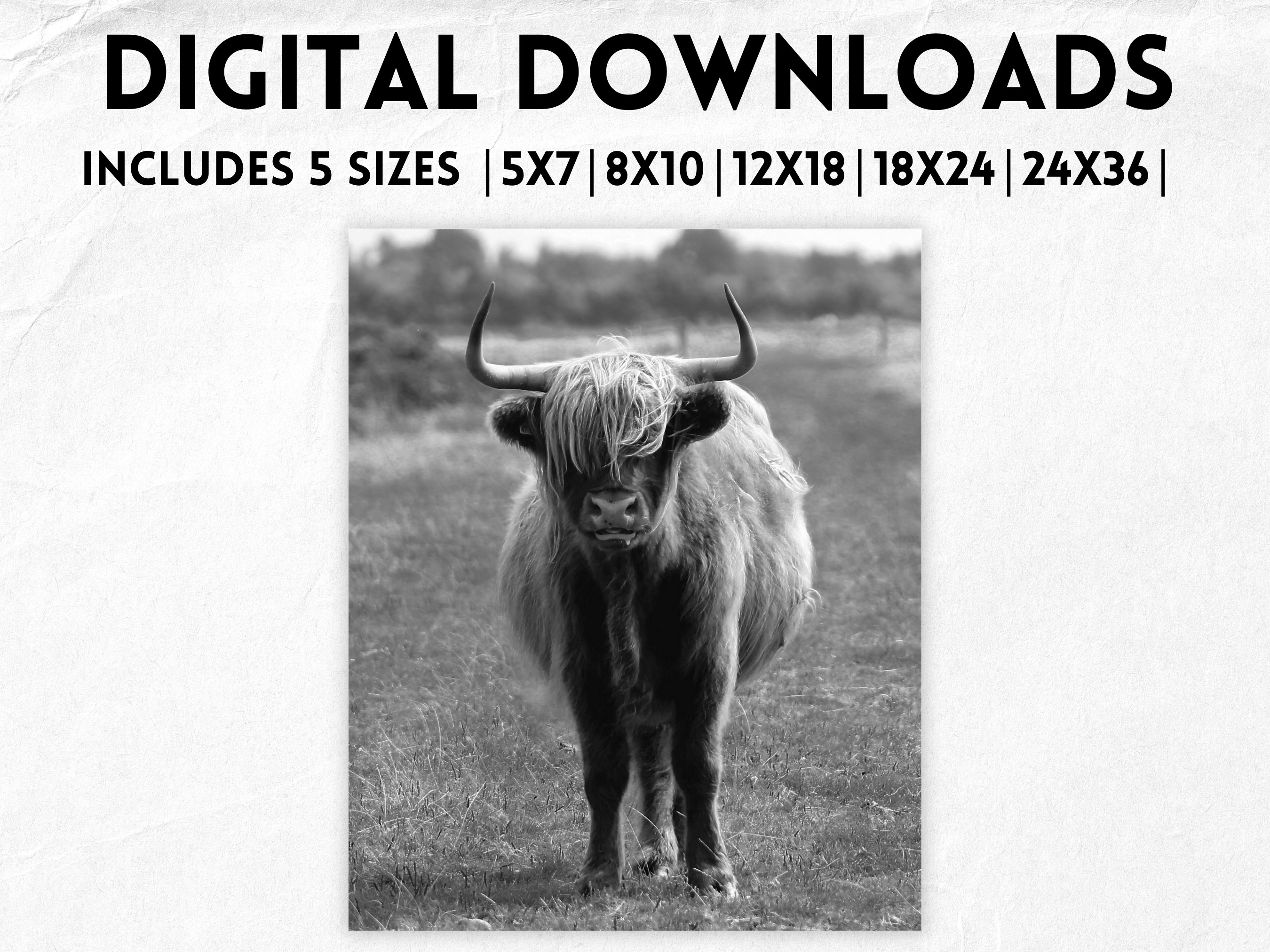 Black and White Highland Cow Digital Prints Multiple Sizes 2 Etsy