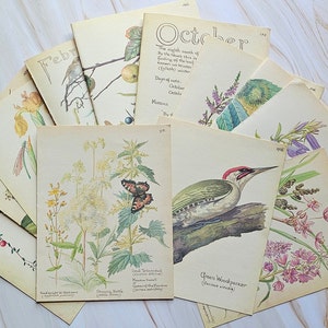 Pack of 20 book pages - Edith Holden Country of an Edwardian Lady