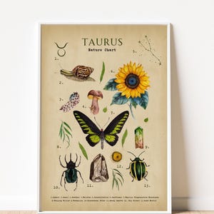 Op de afbeelding: Een ingelijste print met een Taurus natuurkaart. De vintage-stijl illustreert een slak, vlinder, zonnebloem en andere natuurlijke elementen. De titel "TAURUS" staat bovenaan, met genummerde labels en een sterrenbeeld.