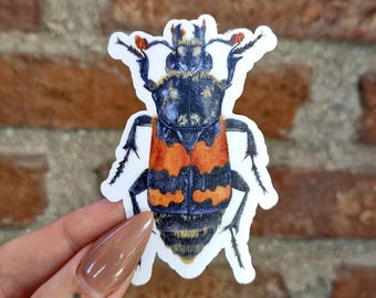 Insect Sticker of Burying Beetle, Entomology Gift, Cute stickers, Bumper Stickers, Vinyl Sticker, Waterproof and scratch-resistant
