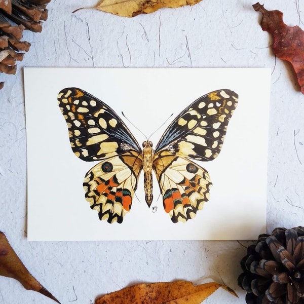 Butterfly Art Print of Watercolor Painting, Butterfly Pinned Art, Entomology Gift, Nature Art, Nursery Butterfly Art, Lepidoptera