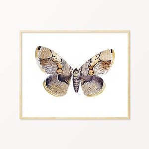 Owl Moth Watercolor Print, Brahmaea Moth, Entomologist Gift, Moth Illustration, Moth Painting, Moth Artwork, Natural History Art