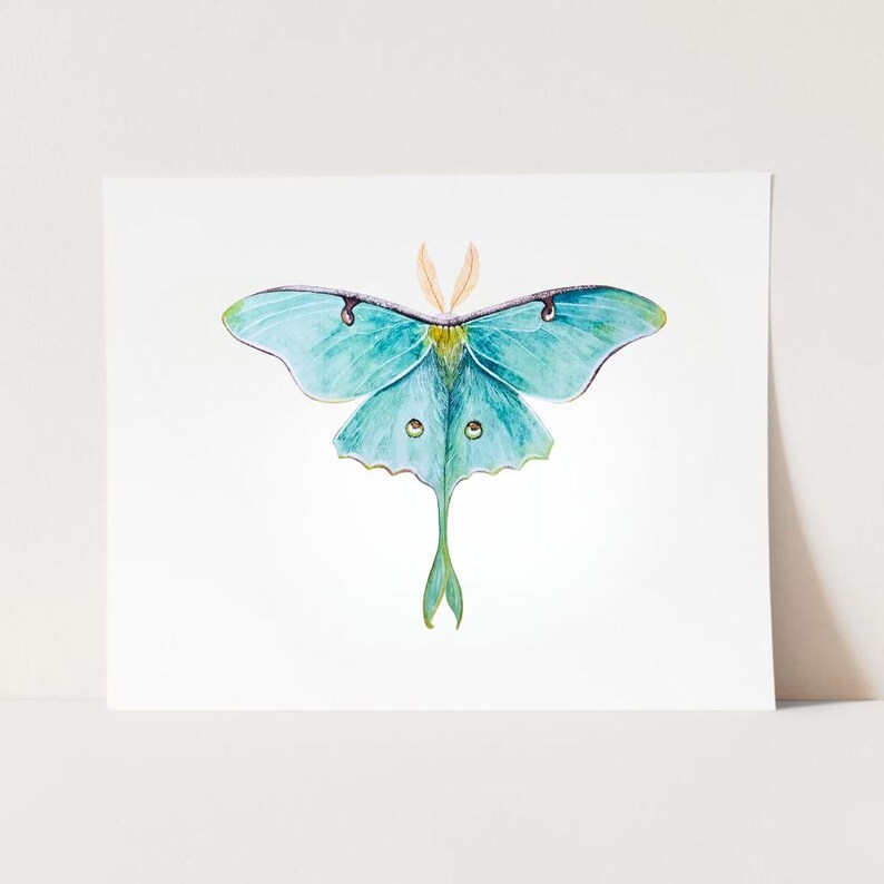 Luna Moth Art Print, Cottagecore Butterfly Wall Art - Etsy