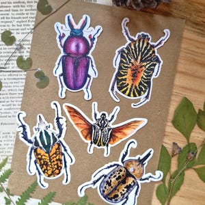 Bugs Sticker Pack, buntes Käfer Sticker-Set - 5 einzigartige Entomologie-inspirierte Insekt Aufkleber für Journale, Laptops & Naturliebhaber