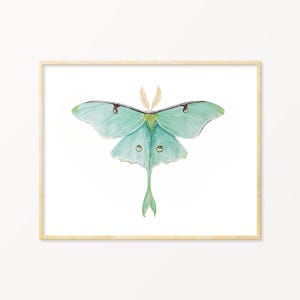 Luna Moth Wall Art Print, Nursery decor, Pinned Butterfly Art, Luna Moth Illustration, Witchy Gift, Entomology Gift