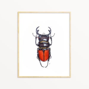 Stag Beetle Watercolor Print, Insect Wall Art, Entomology Gift, Insect Specimen Illustration, Scientific Illustration