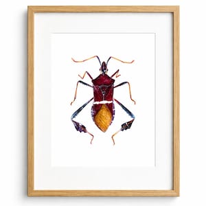 Leaf-Footed Bug Art Print, Entomology Watercolor Painting