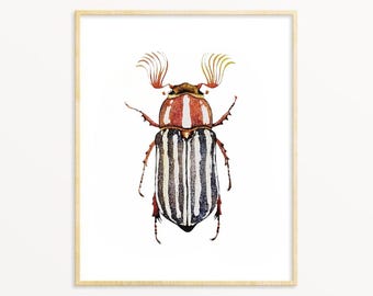 June Beetle Watercolor Print: Entomology Art, Insect Illustration