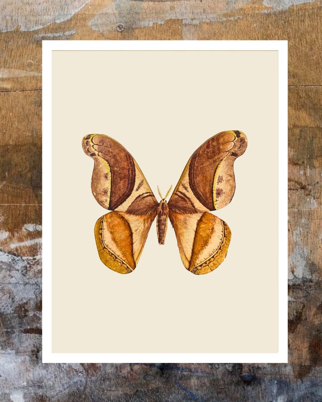 Vintage Moth Art Print, Digital Download Wall Art, Botanical Insect ...