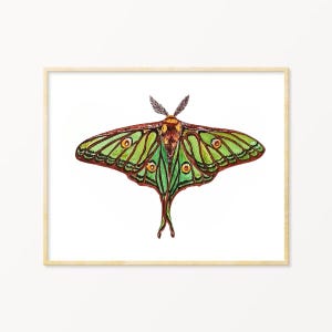 Spanish Luna Moth Watercolor Illustration Print, Housewarming Gift, Nature Wall Art For Insect lover